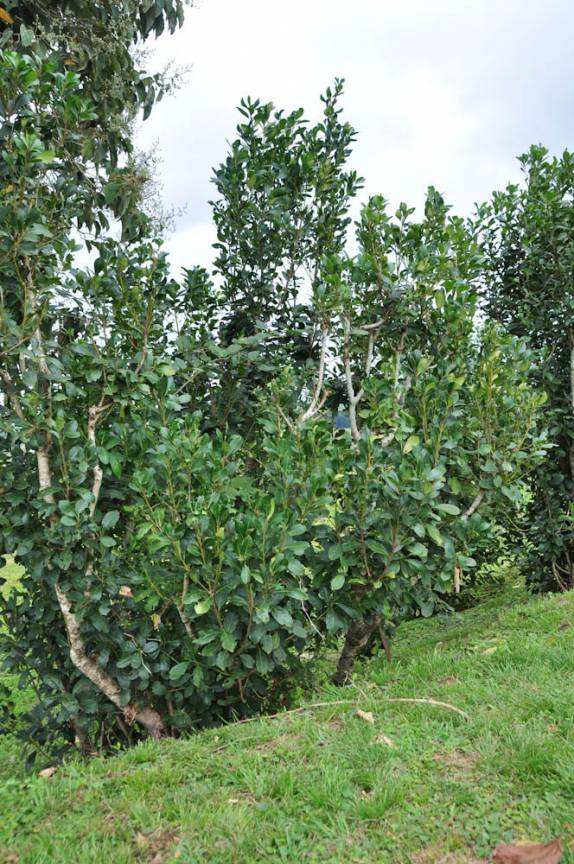 Planta da erva mate, em Jesus, próximo à Trinidad, no Paraguai